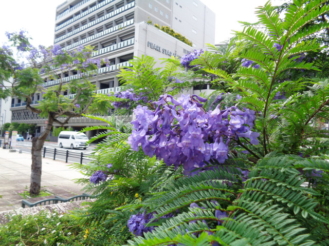 2025年　ジャカランダのアルバム